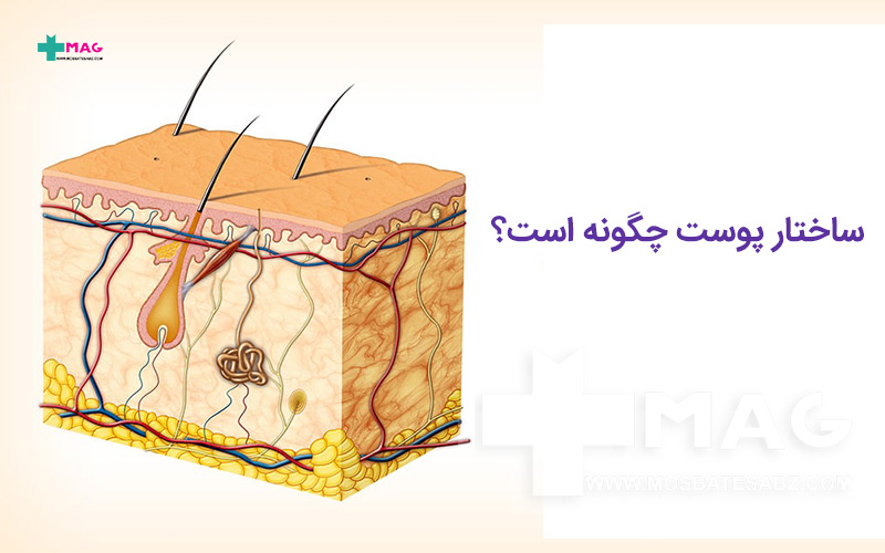 ساختار پوست