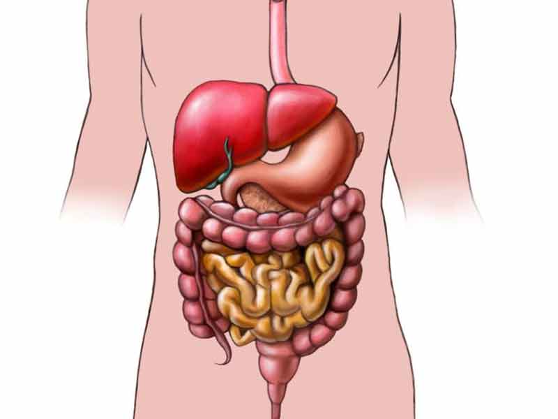 وظیفه دستگاه گوارش چیست؟
