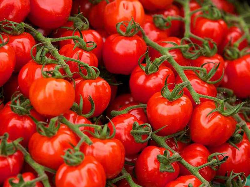 گوجه فرنگی میوه است یا سبزی؟