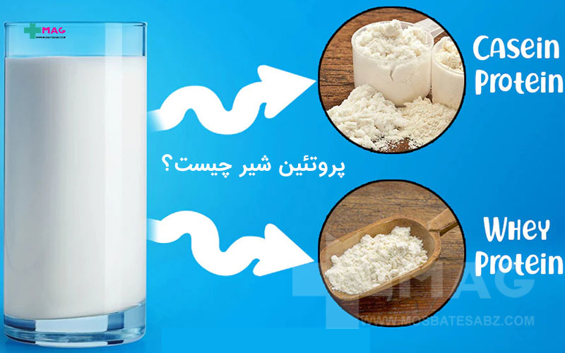 پروتئین شیر