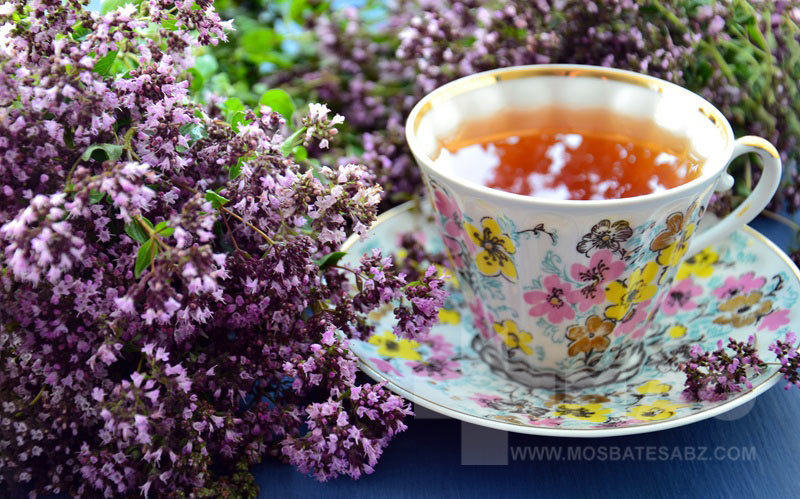 چای کوهی