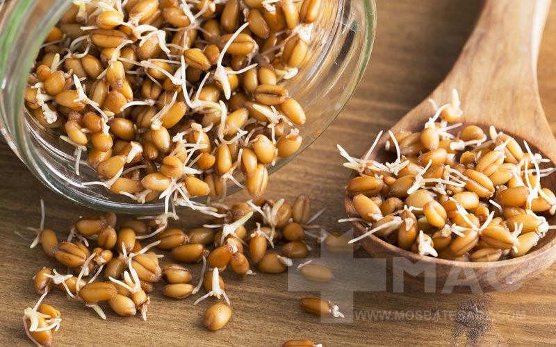 7 خاصیت بی نظیر جوانه گندم برای سلامتی