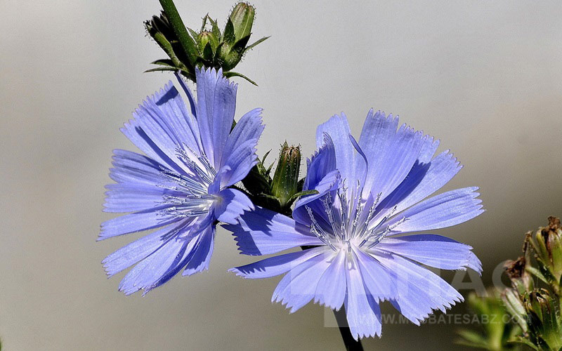 خواص عرق کاسنی برای پوست