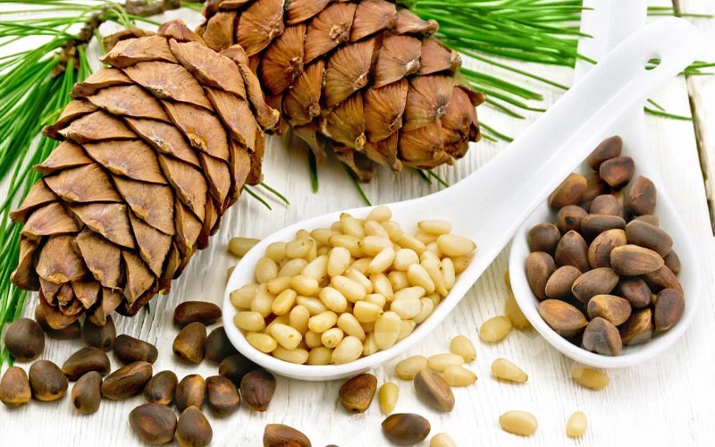 خواص چلغوز